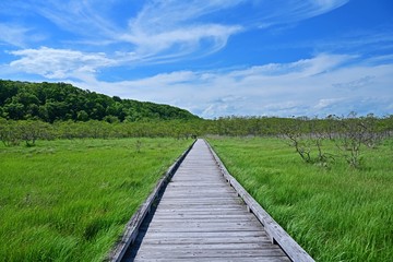 釧路湿原の森と湿原のコラボ情景＠北海道