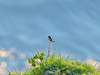 夕日を浴びながらさえずるノビタキオス