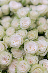 Fototapeta na wymiar isolated close-up of a huge bouquet of white roses. Many white roses as a floral background. vertical photo