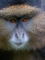 Golden Monkey in the Virunga volcanic mountains of Central Africa