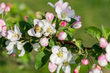 Honey bee pollinating apple blossom. The Apple tree blooms. Spring flowers