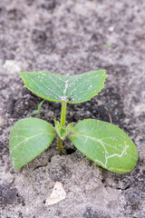 Cucumber bush in the garden. copy space. vertical photo