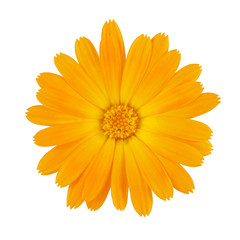 Calendula or Marigold flower isolated on white