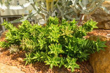 Beautiful aloe juvenna in a nature
