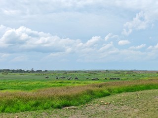 landscape with green field and blue sky