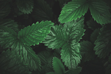 Abstract background of dark green strawberry leaves