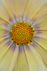 クリーム色のコスモス、クローズアップ