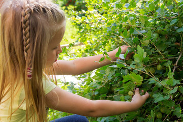 Fototapeta premium Little girl with white hair tears gooseberry berries from a bush