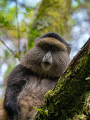 Golden Monkey in the Virunga volcanic mountains of Central Africa