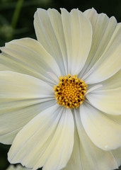 クリーム色のコスモス