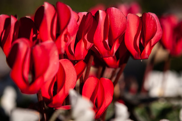 赤のシクラメン