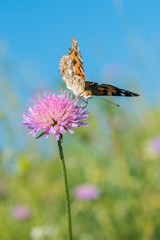 Beautiful butterfly feeding on a bright pink flower closeup. Macro butterfly against blue sky. Butterfly on a spring flower among the field. vertical photo