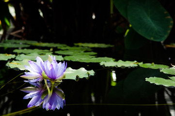 睡蓮の反射、薄紫