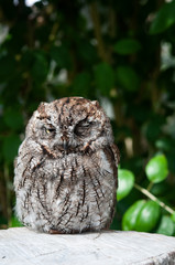 フクロウのウインク