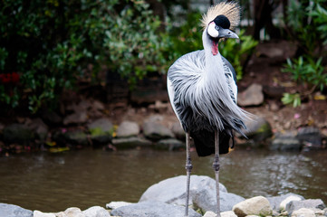 ホオジロカンムリヅル