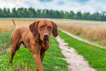 Crouching hunting dog. Closeup portrait of a Hungarian vyzhly.