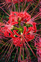 曼珠沙華、上から