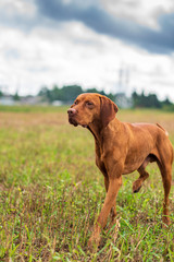 Crouching hunting dog. Closeup portrait of a Hungarian vyzhly.