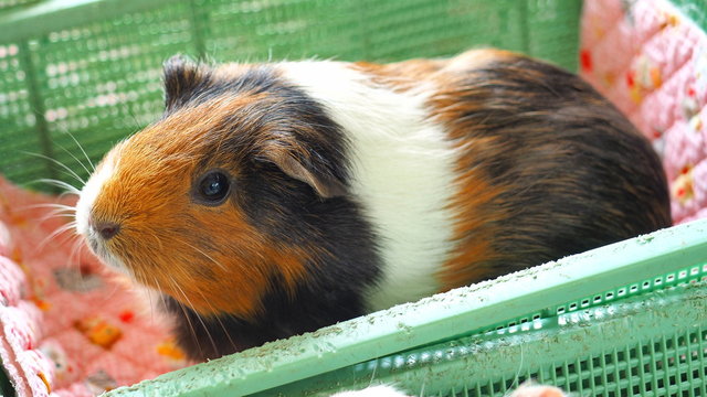 ギニーピッグ Images – Browse 24 Stock Photos, Vectors, and Video