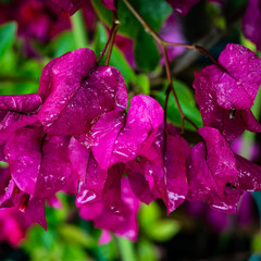濡れたブーゲンビリア