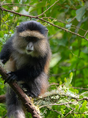 Golden Monkey in the Virunga volcanic mountains of Central Africa