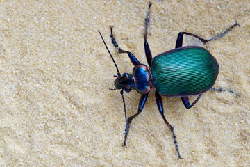 Forest Caterpillar Hunter ground beetle (Calosoma sycophanta) in a patch of fine sand. These beetles are native to Europe but had been introduced to the US to control Gypsy Moth populations.