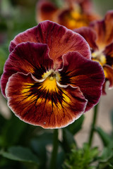 パンジー、アップ