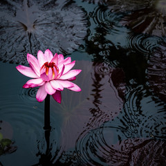 波紋、睡蓮、マゼンタの縁取り