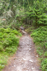 Obraz premium Sentier de randonnée en forêt