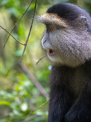 Golden Monkey in the Virunga volcanic mountains of Central Africa