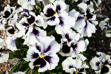 パンジー、白と紫のコントラスト