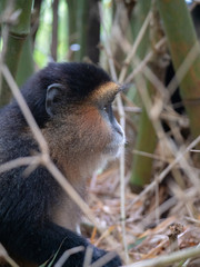 Golden Monkey in the Virunga volcanic mountains of Central Africa