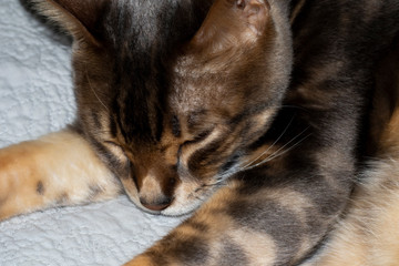 Male five year old Corsican Blue Marbled Bengal domestic cat, breed derived from the Asian Leopard