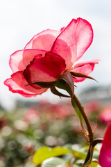 透けたバラ、マゼンタの縁取り