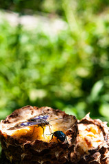 食事中のオオムラサキ