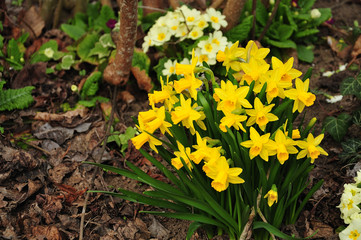 smallflowered yellow daffodils growing in spring garden
