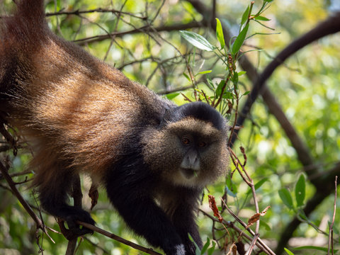 Golden Monkey in the Virunga volcanic mountains of Central Africa