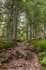 Sentier de randonnée en forêt
