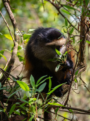 Golden Monkey in the Virunga volcanic mountains of Central Africa