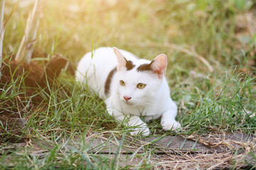 White cat enjoy and relax on green grass with natural sunlight in garden