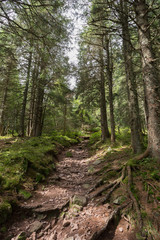 Sentier de randonnée en forêt