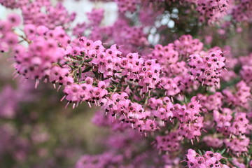 ジャノメエリカの花