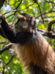 Golden Monkey in the Virunga volcanic mountains of Central Africa