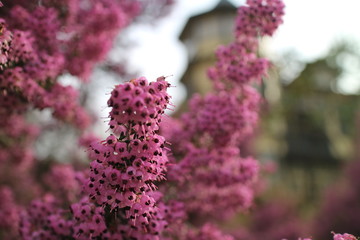 ジャノメエリカの花