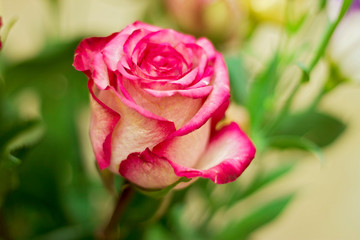 Pink and white blooming roses gifrt with love
