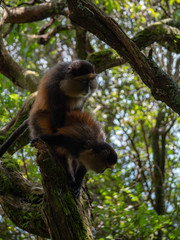 Golden Monkey in the Virunga volcanic mountains of Central Africa