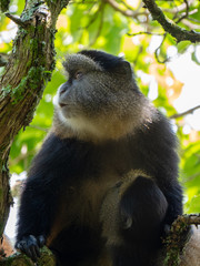 Golden Monkey in the Virunga volcanic mountains of Central Africa