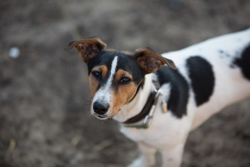 Jack Russel