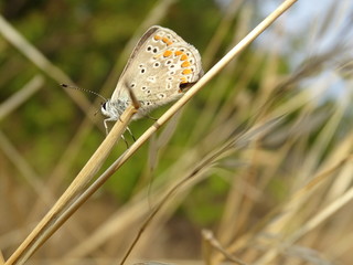 butterfly on grass