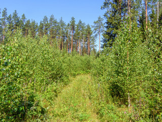 pine forest as background frame